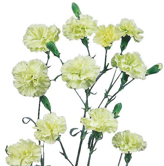 バルブレ＆ブランク